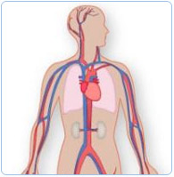 Anatomy and Physiology Course Anatomy and Physiology Course