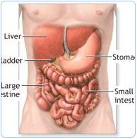 Anatomy and Physiology Course Anatomy and Physiology Course
