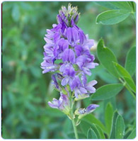Herbs and Supplements Certification Herbs and Supplements Certification