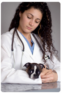ExpertRating Online Veterinary Assistant Course - $129.99 - Training
