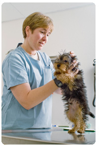 pets,food pets,veterenary